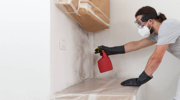Professional Mold Remediation technician working in Rapid City, MI