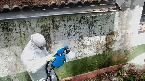 Top rated local Mold Remediation specialists in Rapid City, MI